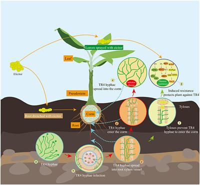 Disentangling the resistant mechanism of Fusarium wilt TR4 interactions with different cultivars and its elicitor application